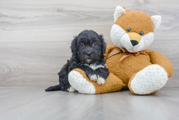 Smart Teddy Bear Designer Pup