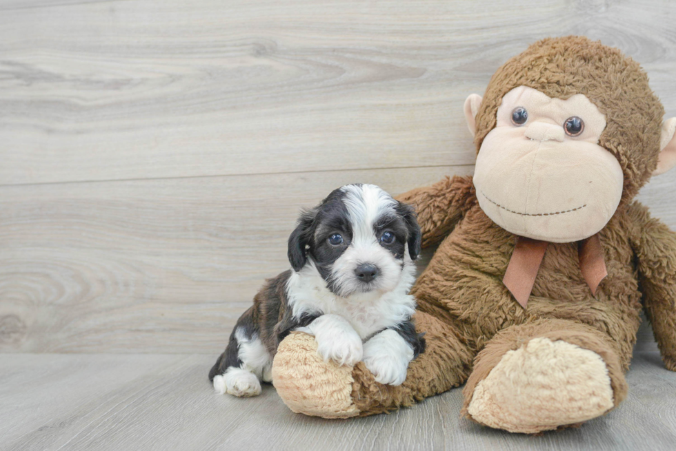 Teddy Bear Puppy for Adoption