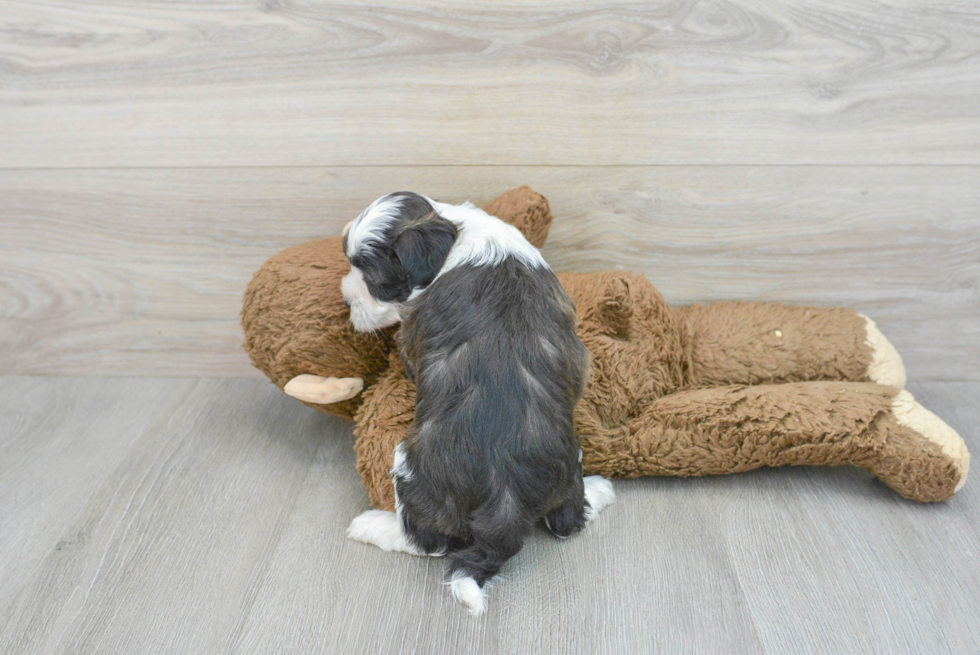 Best Teddy Bear Baby
