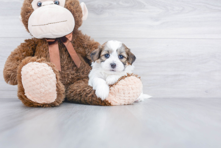 Teddy Bear Pup Being Cute