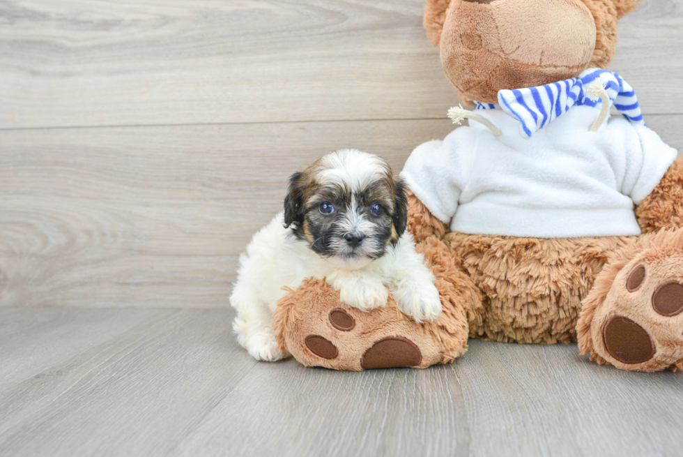 Friendly Teddy Bear Baby