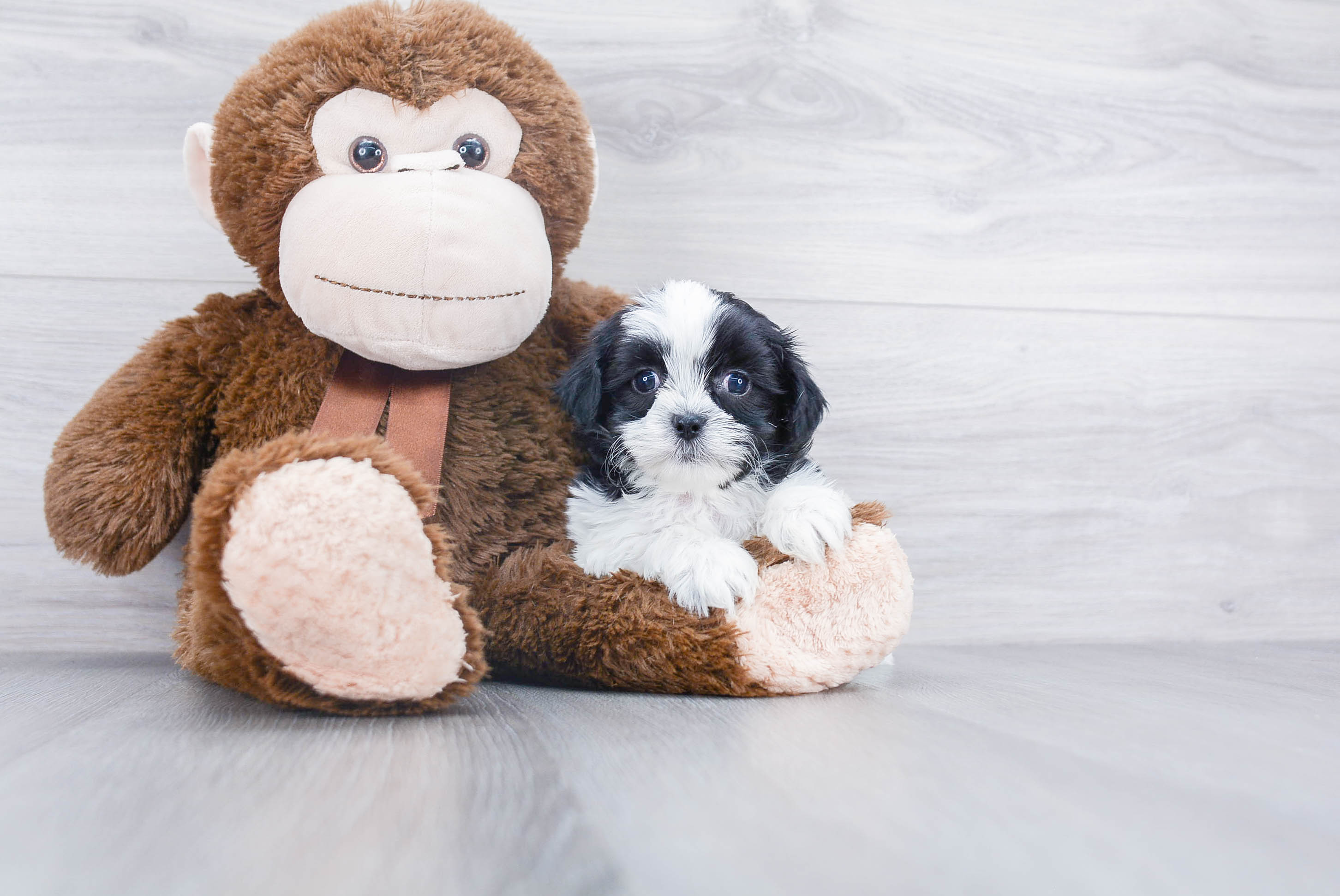 Best Teddy Bear Baby