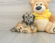 8 week old Teddy Bear Puppy For Sale - Premier Pups