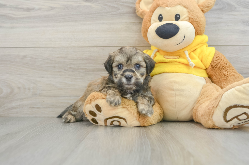 8 week old Teddy Bear Puppy For Sale - Premier Pups