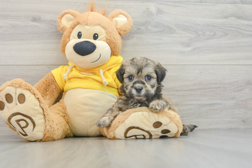 Teddy Bear Puppy for Adoption