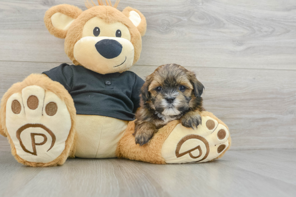 Funny Teddy Bear Designer Pup