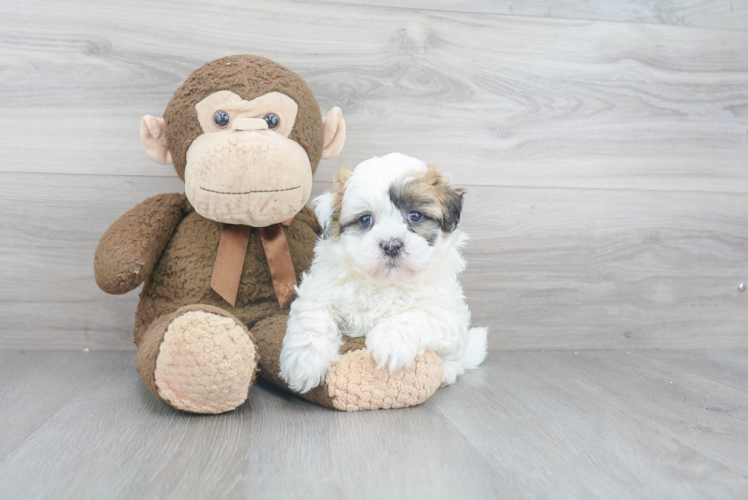 Teddy Bear Pup Being Cute