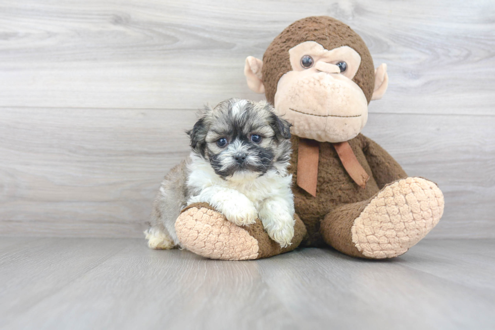 Teddy Bear Pup Being Cute