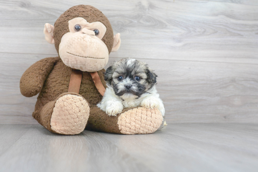 Popular Teddy Bear Designer Pup