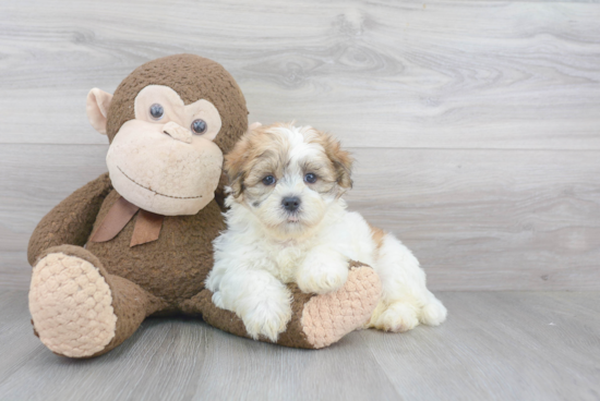 Funny Teddy Bear Designer Pup