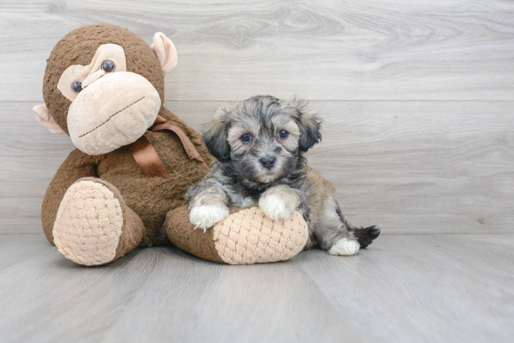 Fluffy Teddy Bear Designer Pup