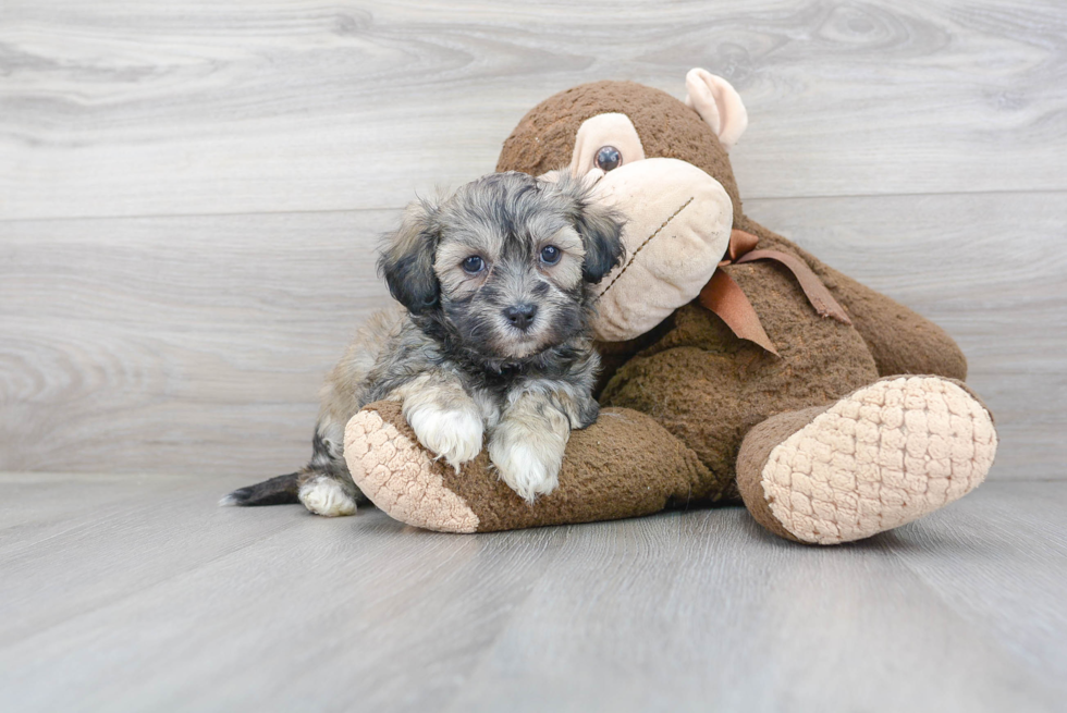 Teddy Bear Pup Being Cute