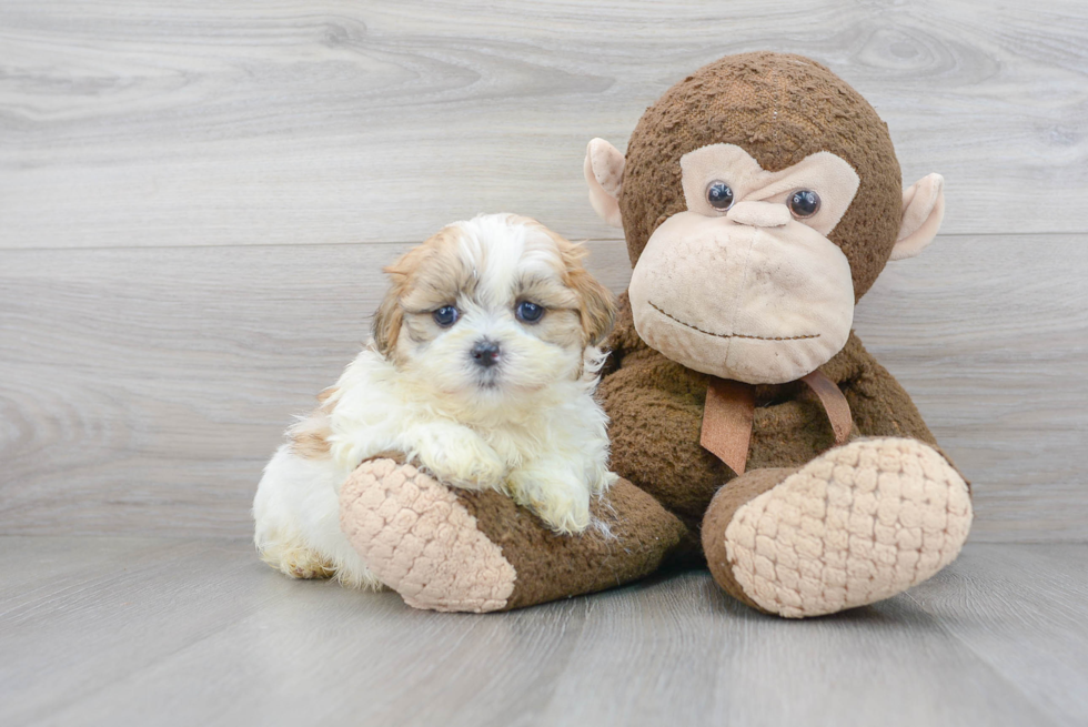 Teddy Bear Pup Being Cute