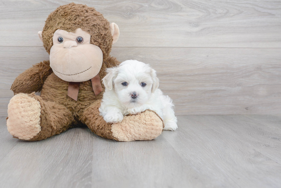 Teddy Bear Pup Being Cute