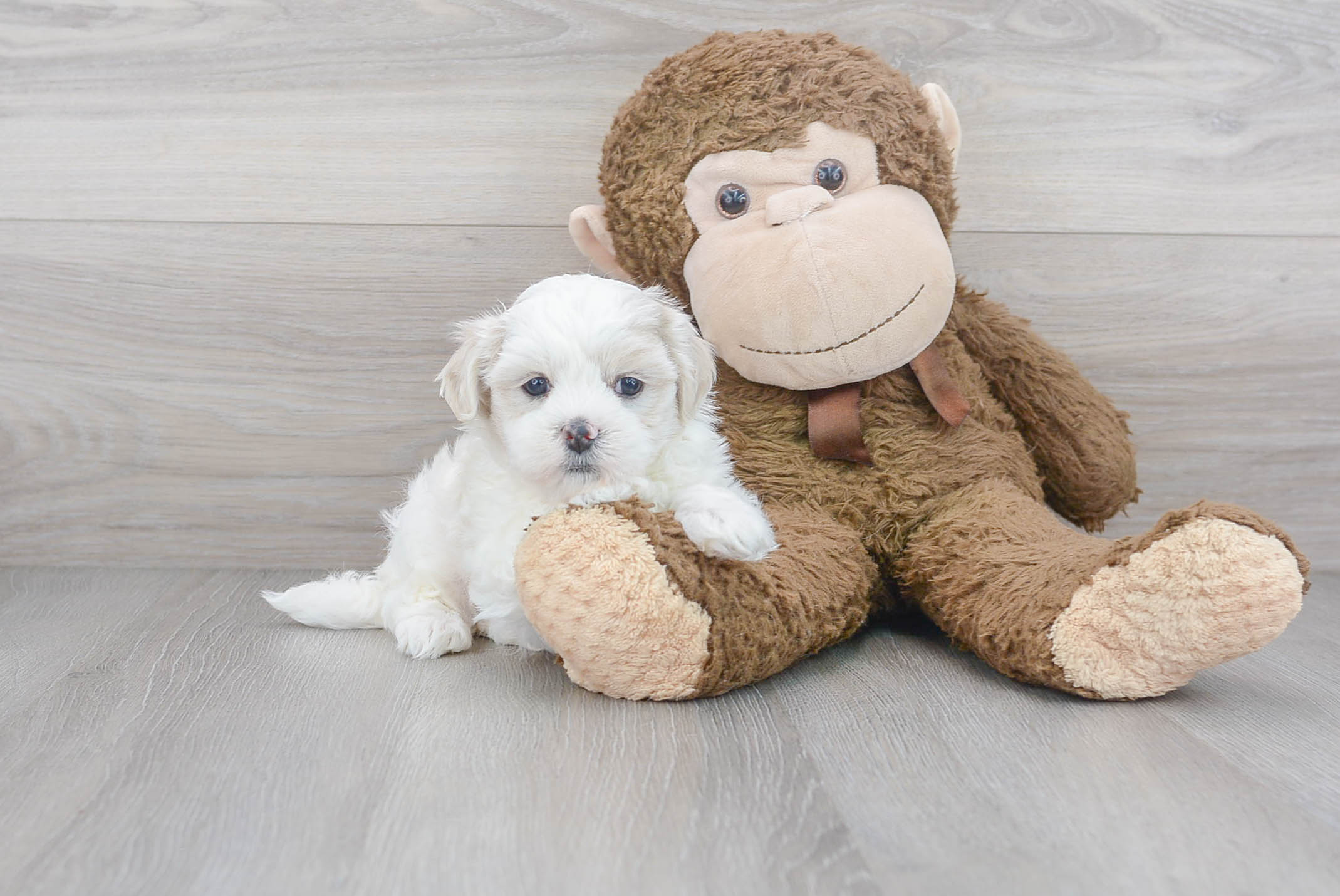 Smart Teddy Bear Designer Pup