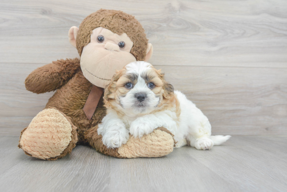 Little Shichon Designer Puppy