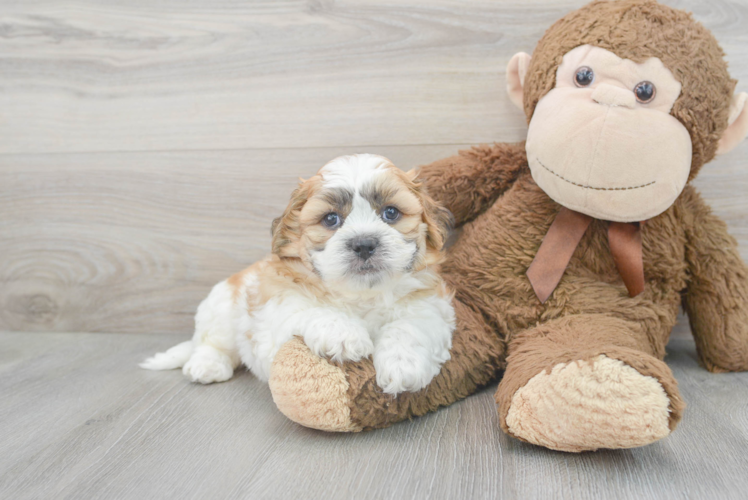 Teddy Bear Pup Being Cute