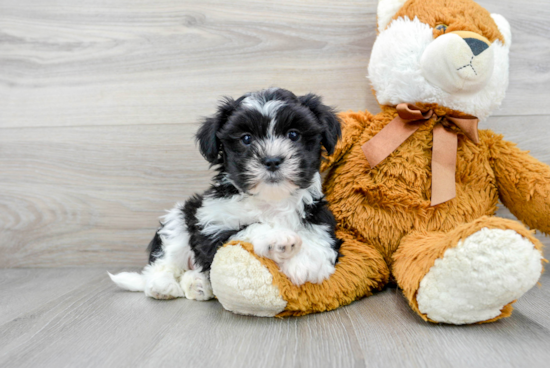 Popular Teddy Bear Designer Pup