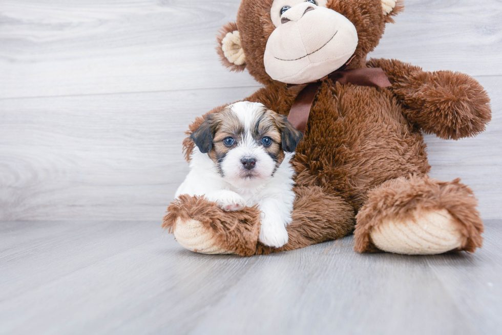 Teddy Bear Pup Being Cute