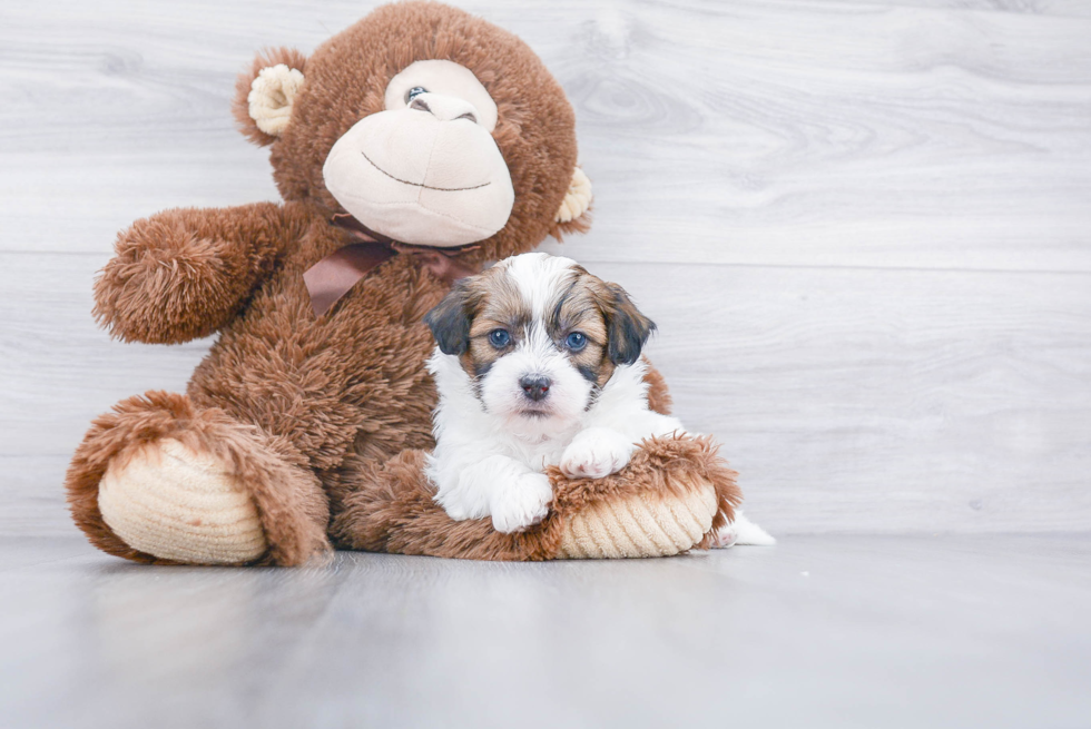 Friendly Teddy Bear Baby