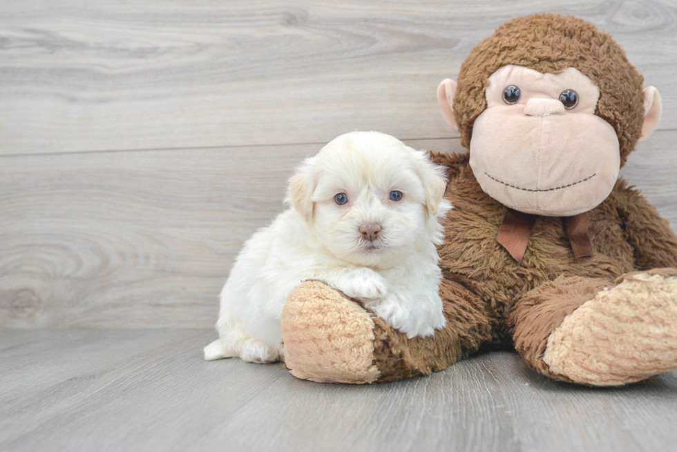 Teddy Bear Pup Being Cute