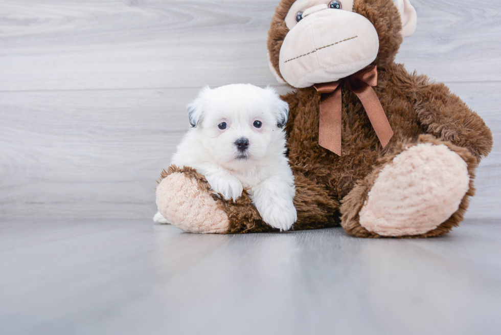 Smart Teddy Bear Designer Pup