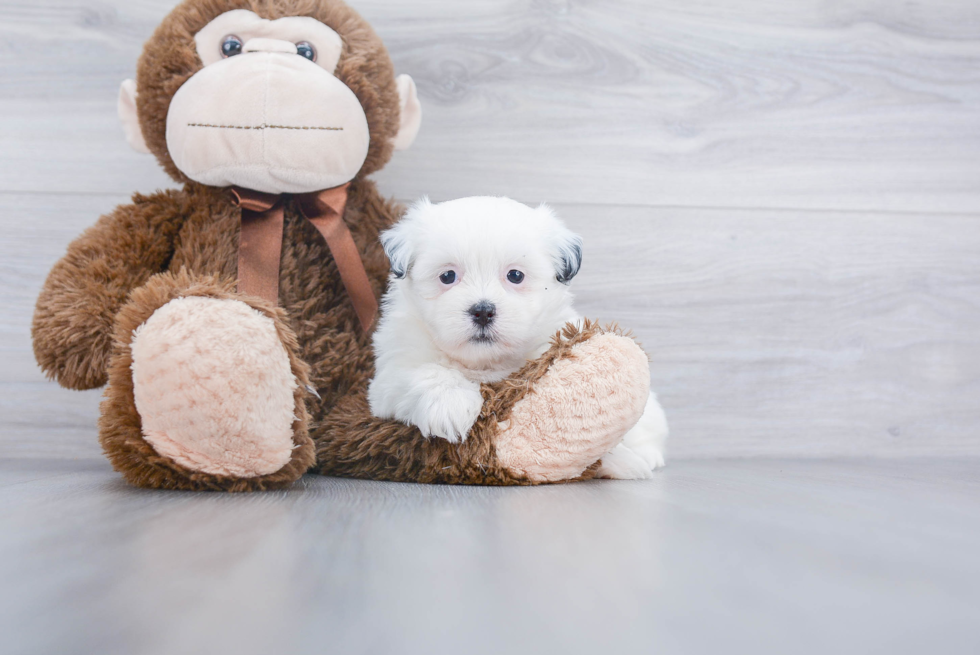 Fluffy Teddy Bear Designer Pup