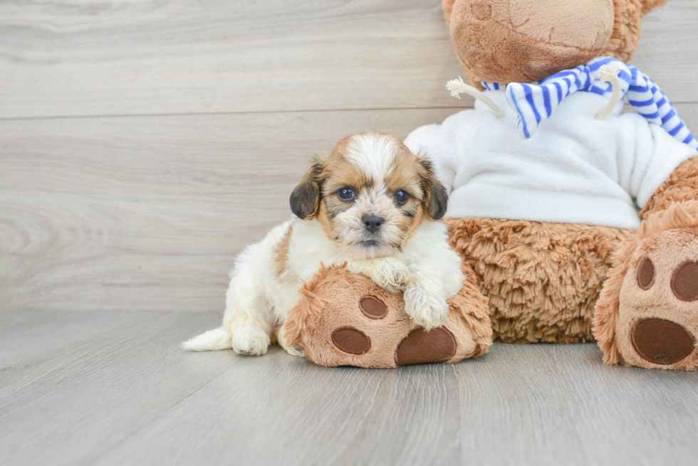 Friendly Teddy Bear Baby