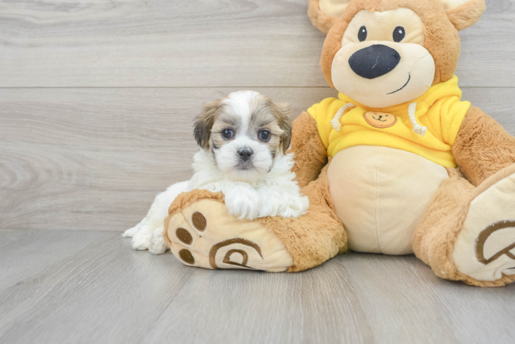 Funny Teddy Bear Designer Pup