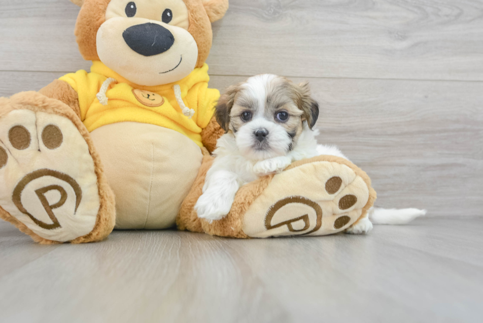 Teddy Bear Pup Being Cute