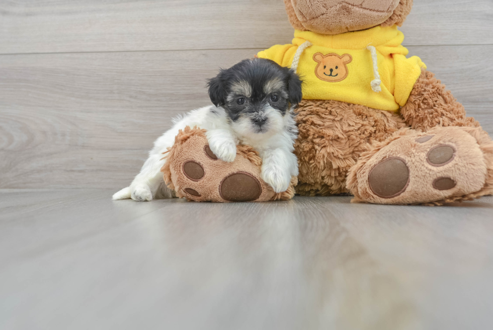 Fluffy Teddy Bear Designer Pup