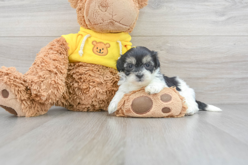 Popular Teddy Bear Designer Pup