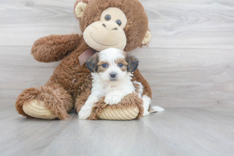 Playful Shichon Designer Puppy