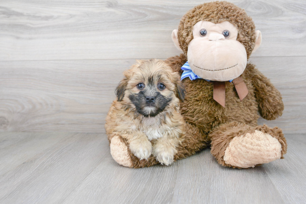 Teddy Bear Pup Being Cute