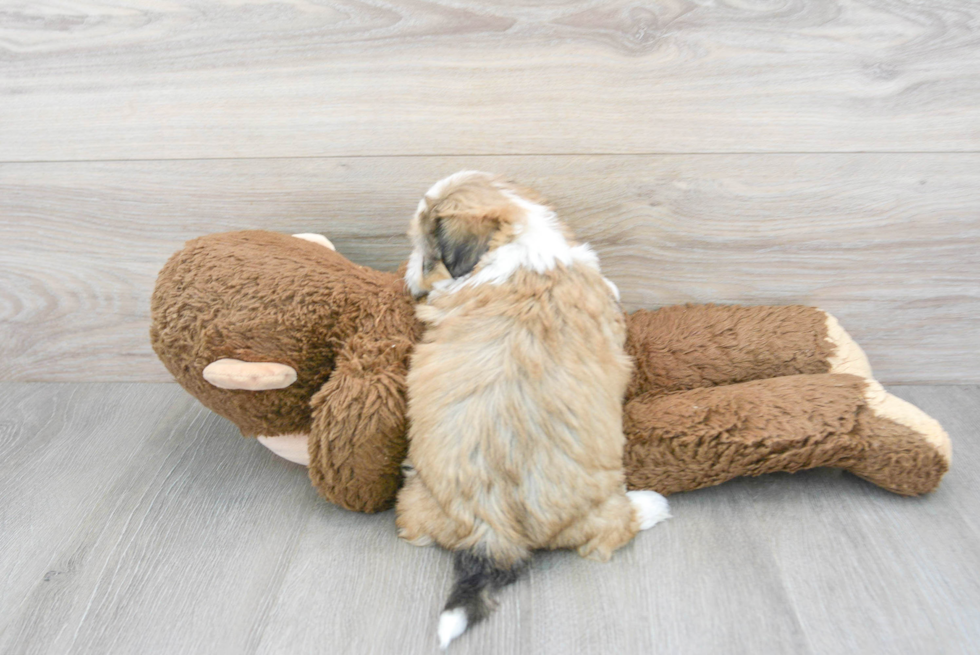 Teddy Bear Puppy for Adoption