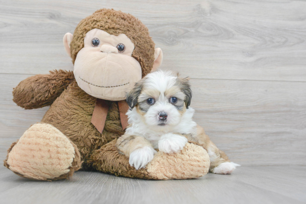 Teddy Bear Puppy for Adoption