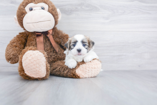 Teddy Bear Pup Being Cute