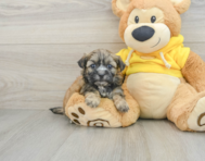 8 week old Teddy Bear Puppy For Sale - Premier Pups