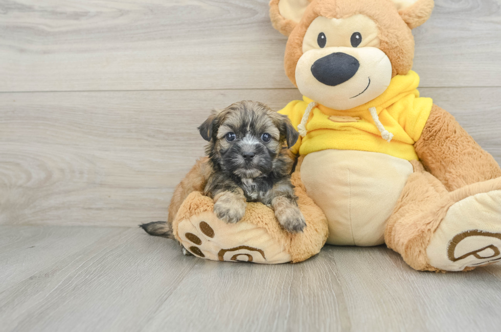 8 week old Teddy Bear Puppy For Sale - Premier Pups