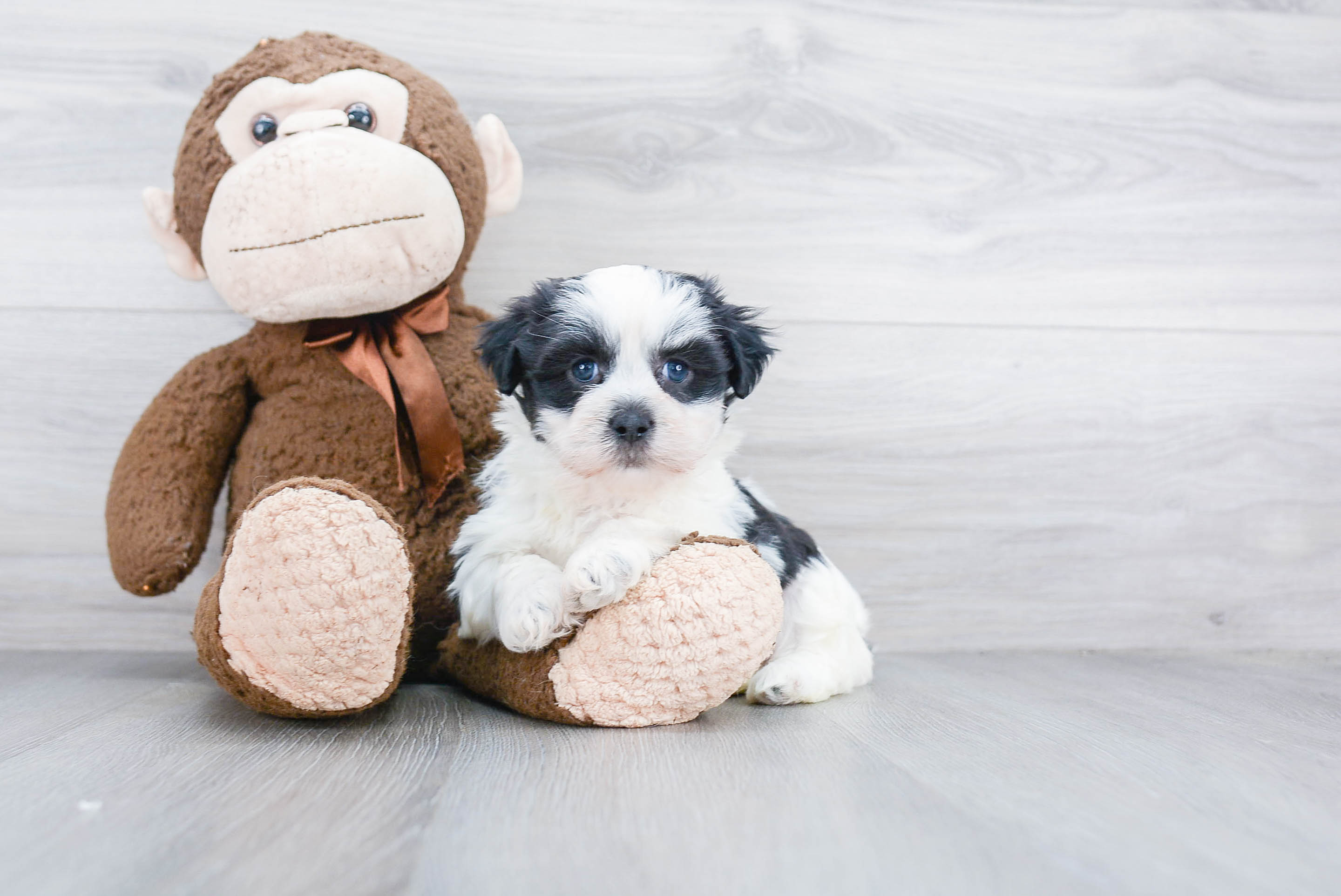 Energetic Shichon Designer Puppy