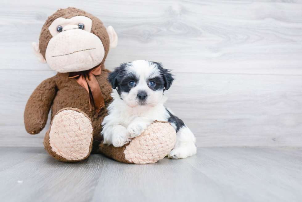 Energetic Shichon Designer Puppy