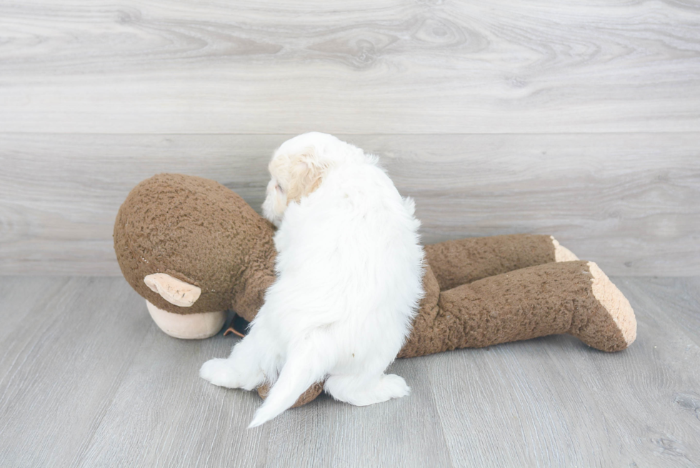 Fluffy Teddy Bear Designer Pup