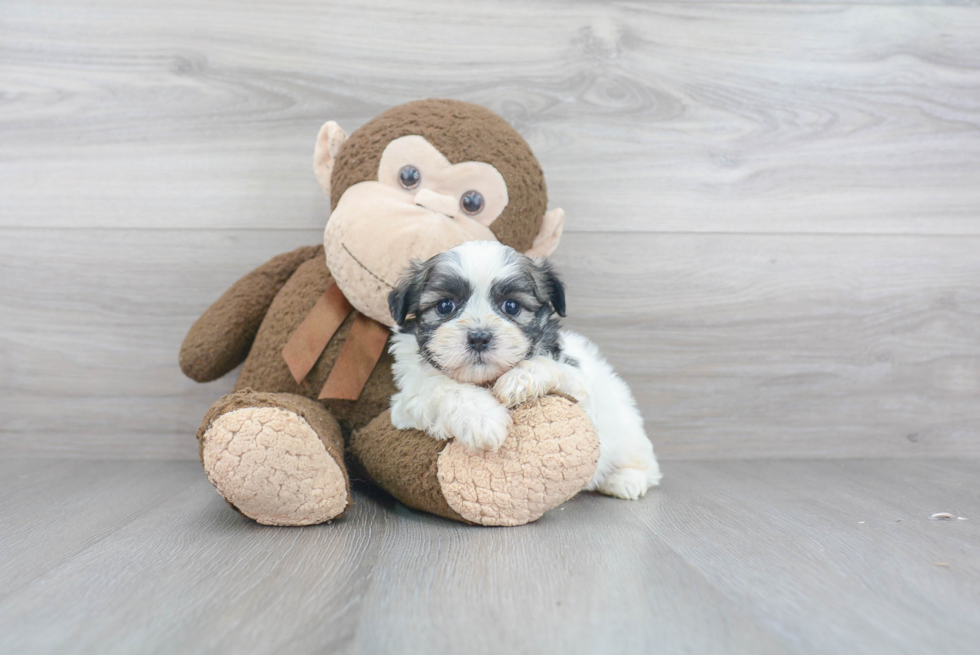 Smart Teddy Bear Designer Pup