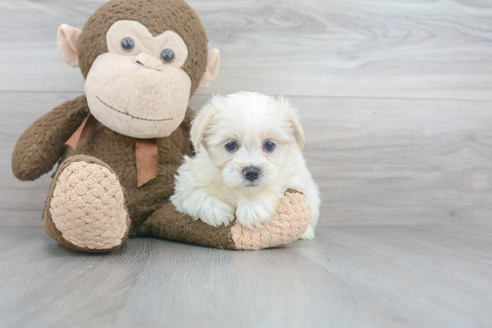 Teddy Bear Pup Being Cute