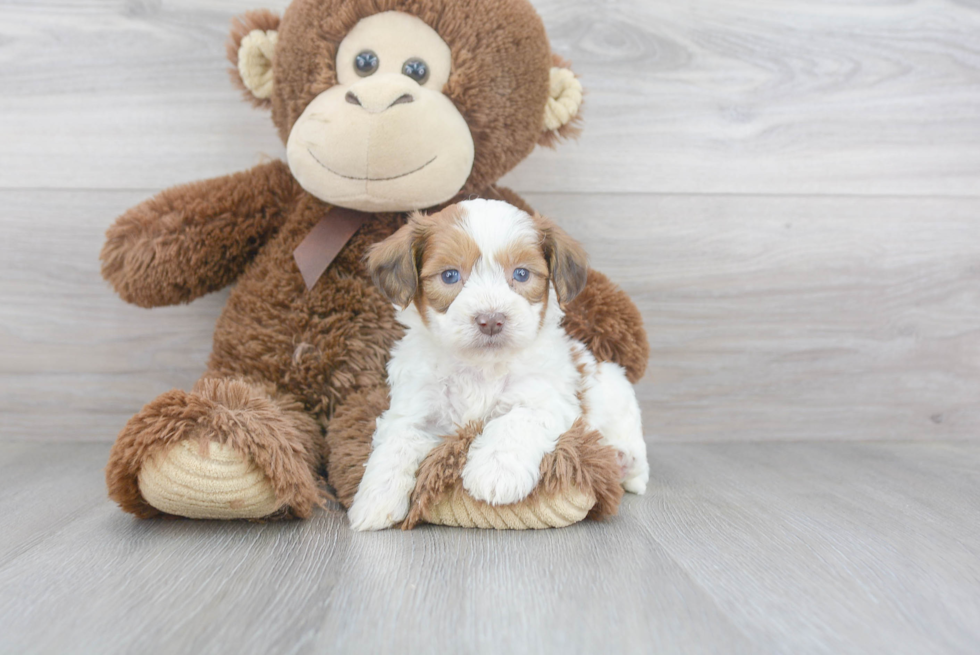 Popular Teddy Bear Designer Pup