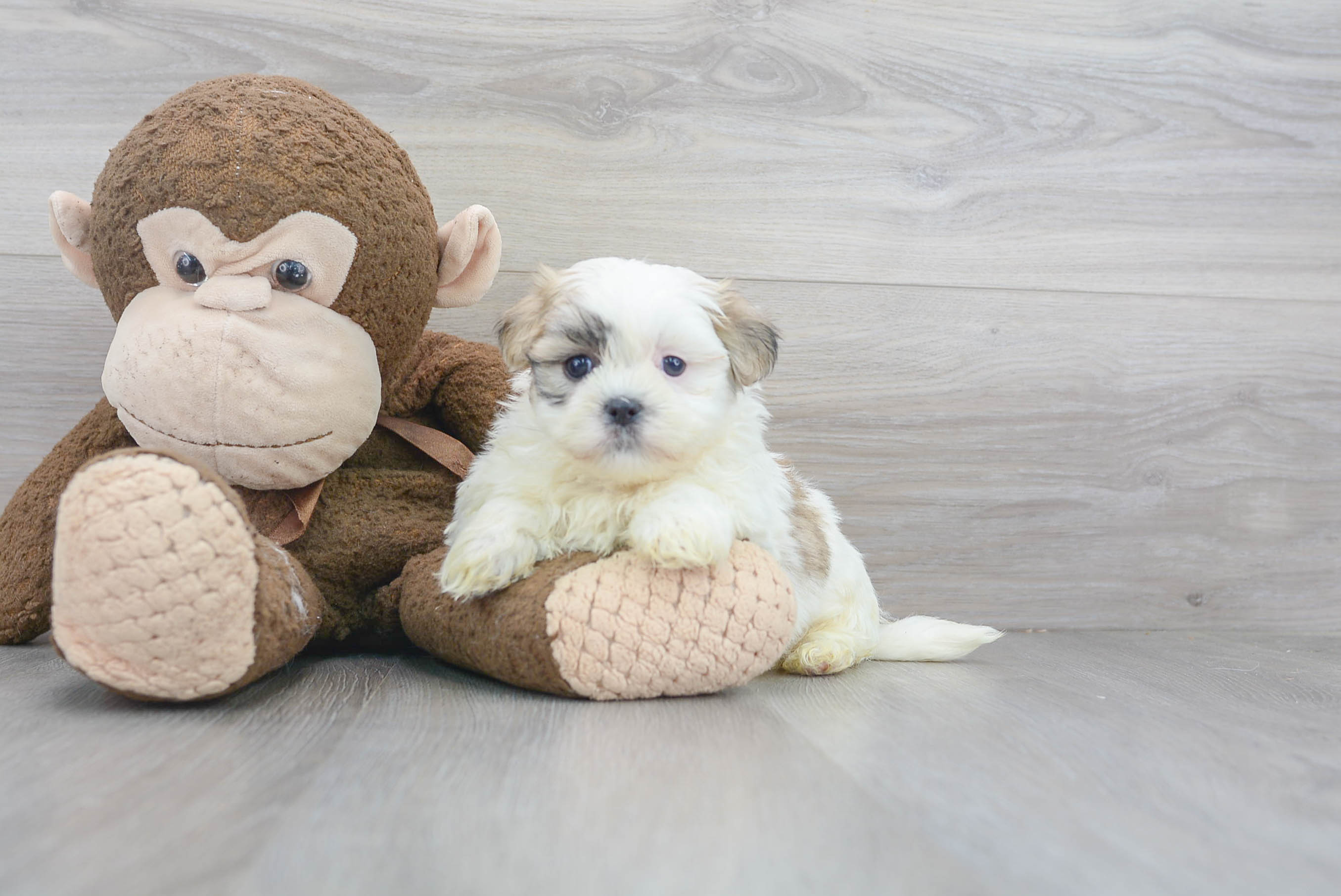 Little Shi Chon Designer Puppy