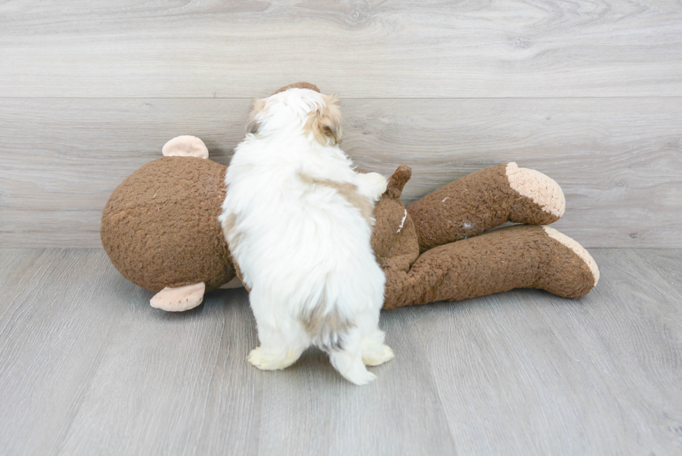 Adorable Shichon Designer Puppy