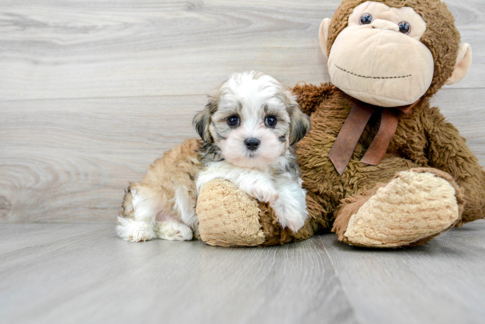 Happy Teddy Bear Baby