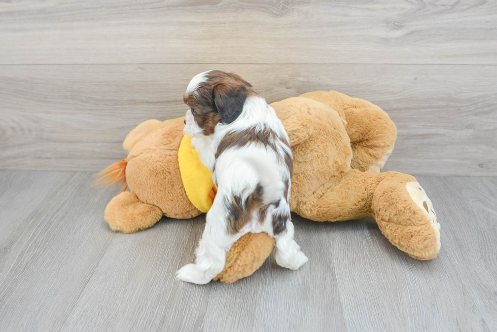 Teddy Bear Pup Being Cute