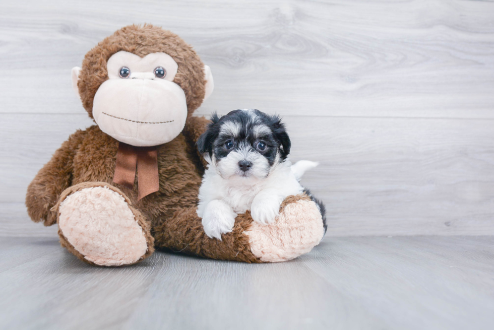 Smart Teddy Bear Designer Pup